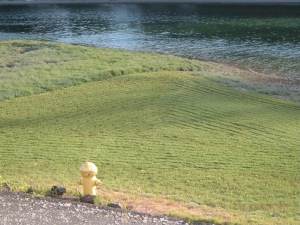 Just Mowed Pickleweed