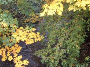 Chico Creek Chico Creek at the Taylor Road Bridge