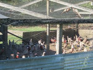 Staging pen for pheasants