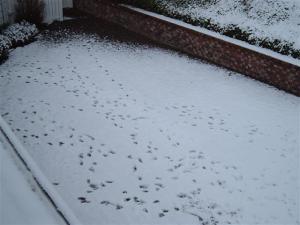 Snow Prints