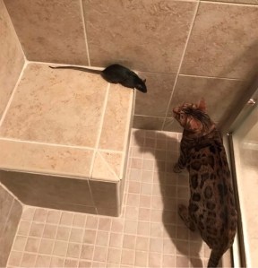 Trek didn't do his job. Shower Rat